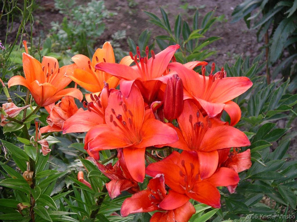 IMGP0234