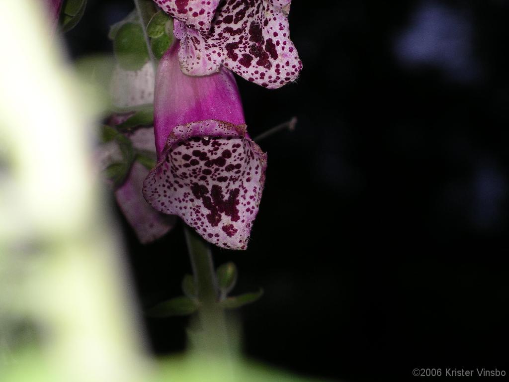 IMGP4762