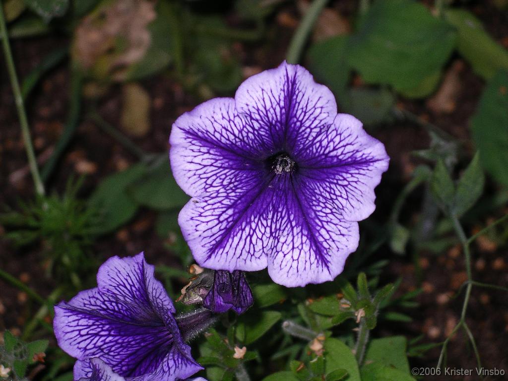 IMGP5182