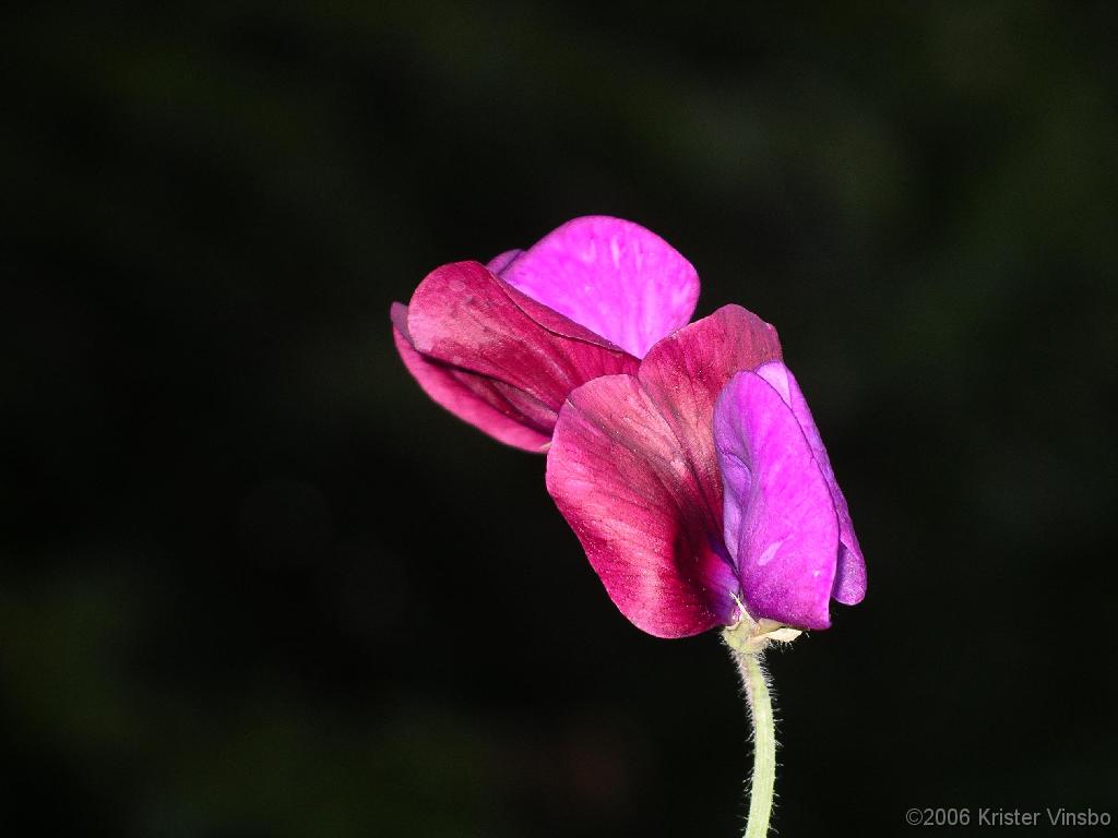 IMGP5184