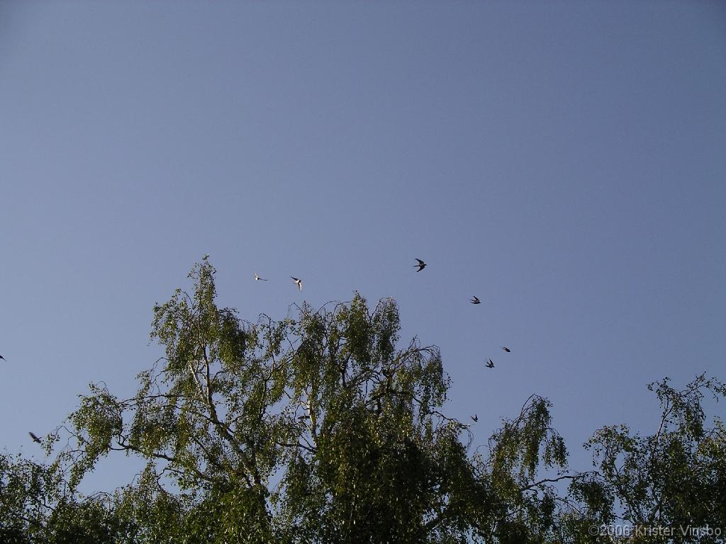 IMGP0618