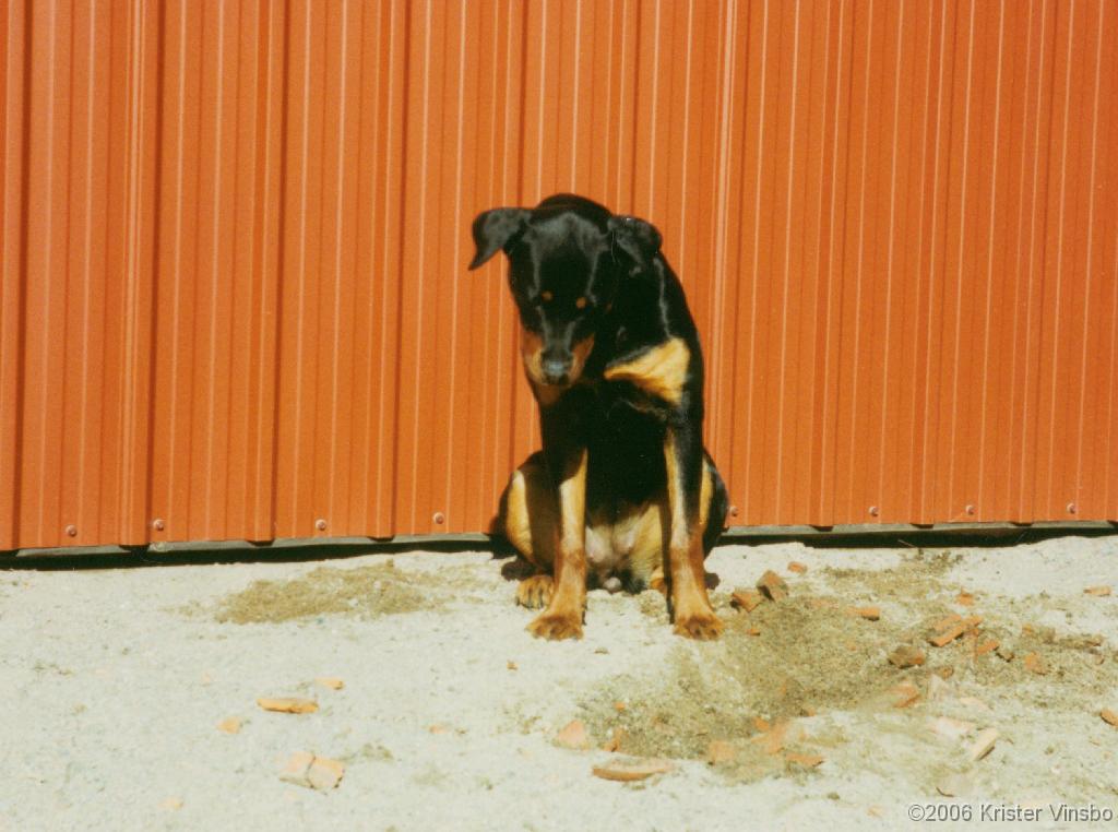 Tracy_037