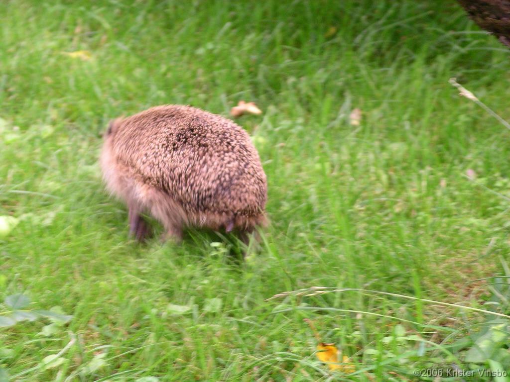 IMGP4919